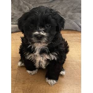 5 STUNNING KYI-LEO PUPPIES FOR SALE