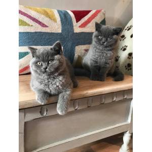 Well Tamed and Kids Friendly British Shorthair Kittens Available.