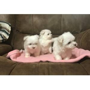Super Cute Maltese Puppies Ready